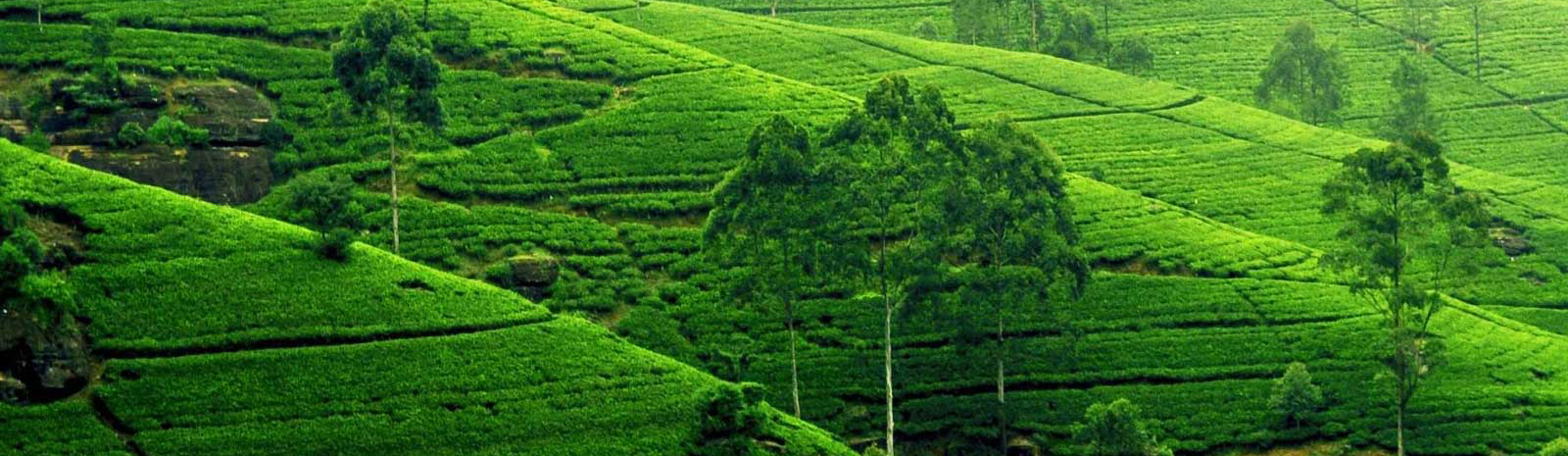 web-design-development-company-sri-lanka-portfolio-ceygoldtea